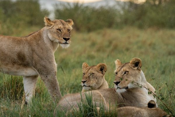 Tanzania Safari Tour Package and Operator